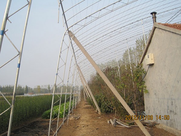 Fruit trees greenhouse