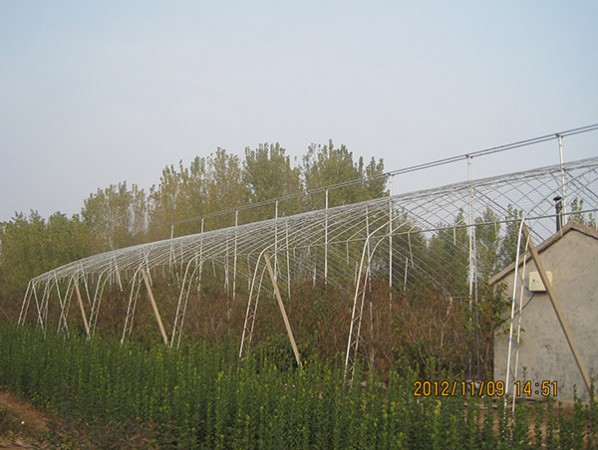 Fruit trees greenhouse